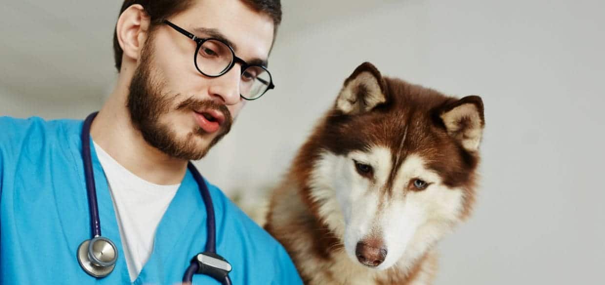 Husky and Vet Husky and Vet check his condition together