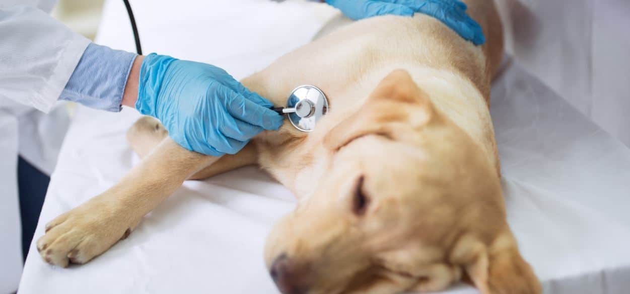 Lab Check Up Light brown Labrador takes a checkup