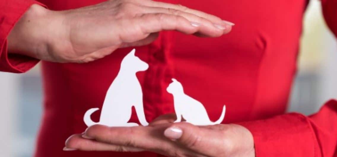 Paper Dog and Cat Dog and cat figures made of papers