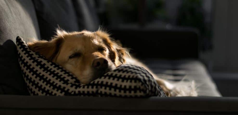 Sleepy Dog Sleepy dog lies on couch