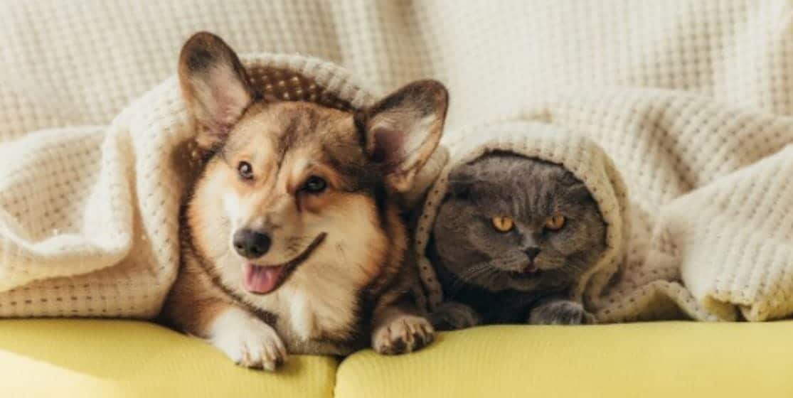 Sofa Dog and Cat Dog and cat under sofa cover