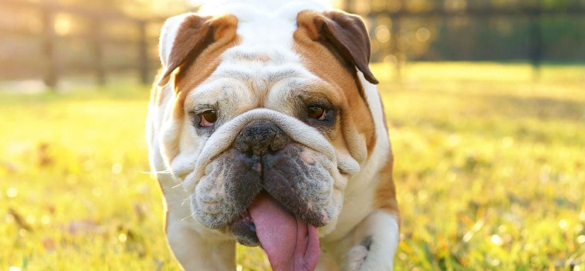 Bulldog Yard English Bulldog hot outside