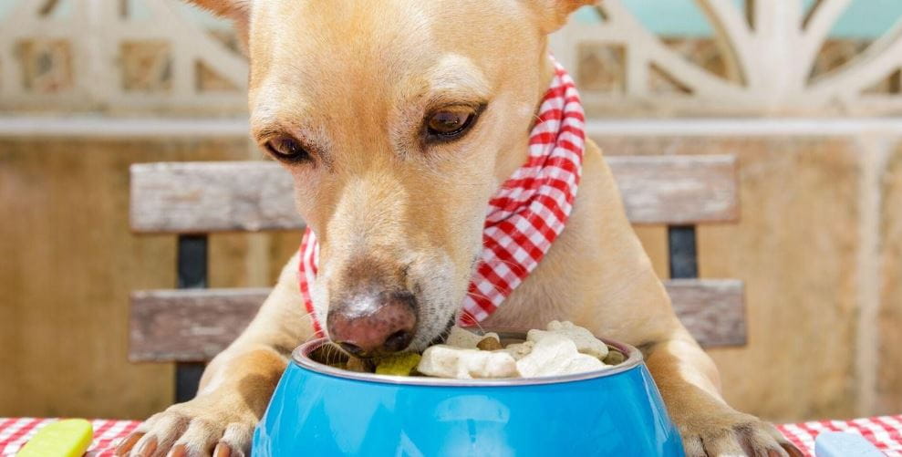 Dog Enjoy Food Dog enjoys the delivered food