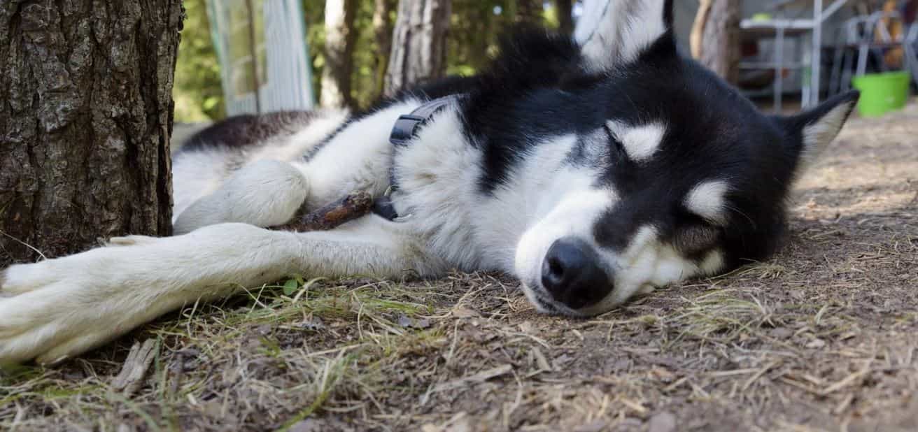 Dog Fed Up Husky dog laying outside camping