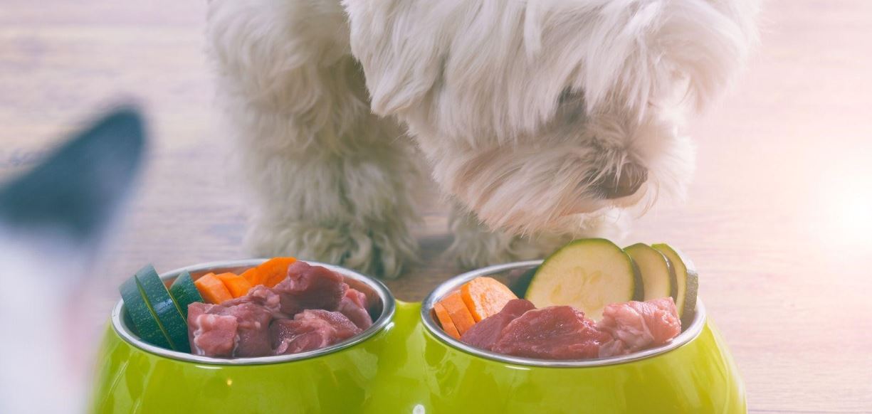 Dog Healthy Food Dog looks at healthy dog food