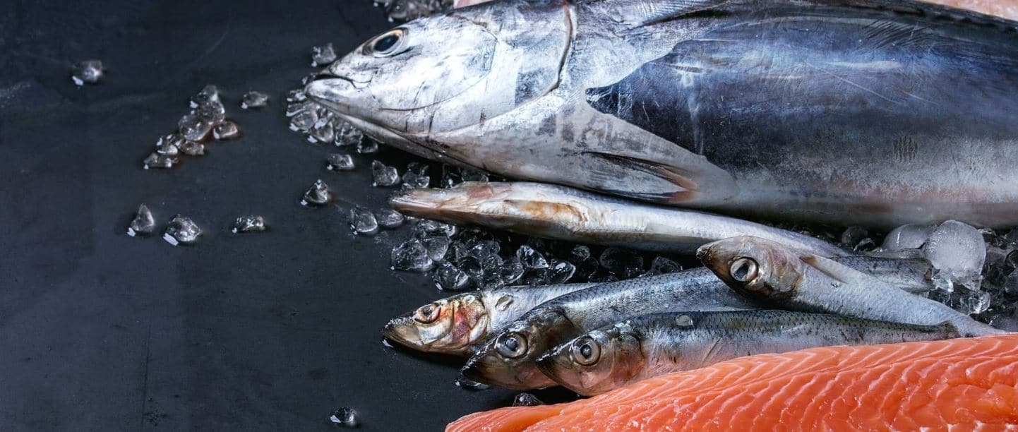 Fresh Fish Fresh fish in a raw