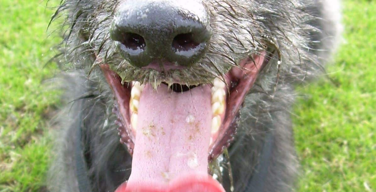 Heat Dog Grey dog tongue out drooling