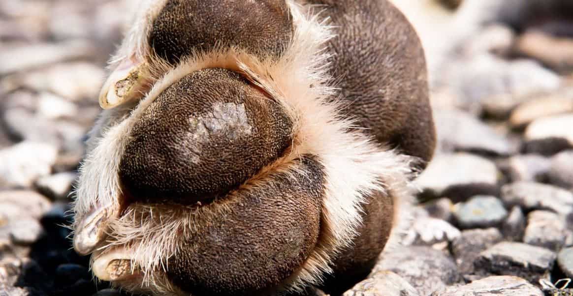 Heat Paw Burned dog paw pad