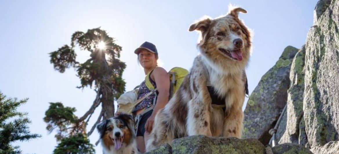 Hiking with Dogs Hiking and camping with dogs in the summer