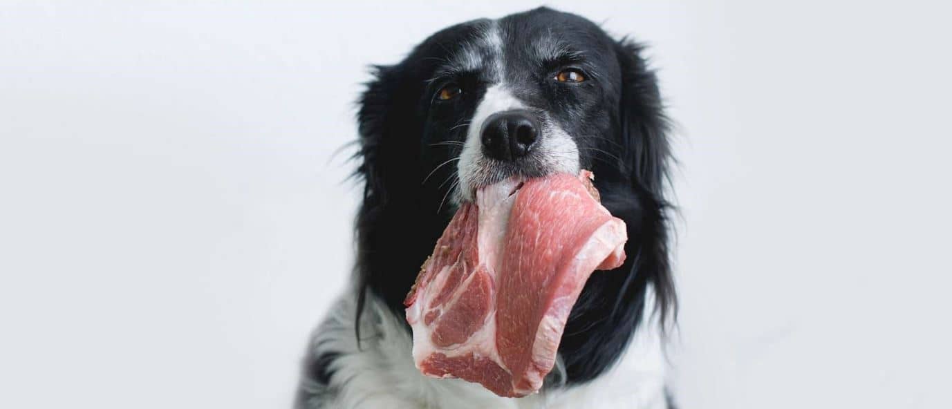 Hold Meat Dog holds row meat in mouth