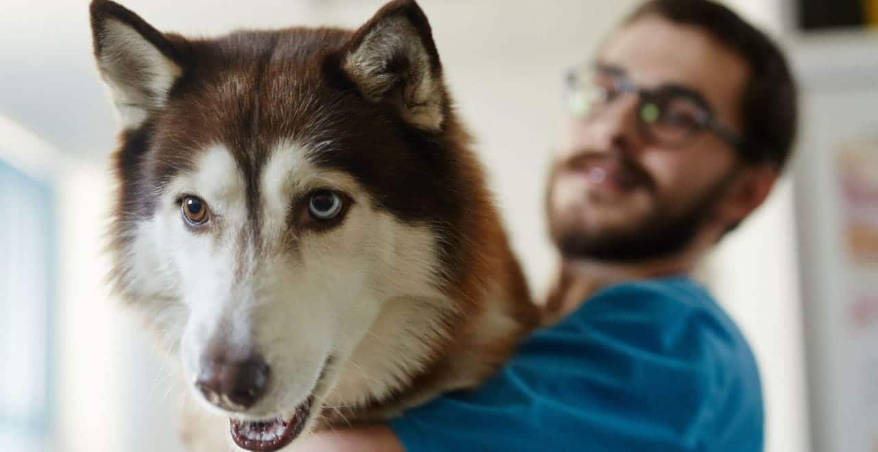 Husky and Parent Husky and its parent closeup