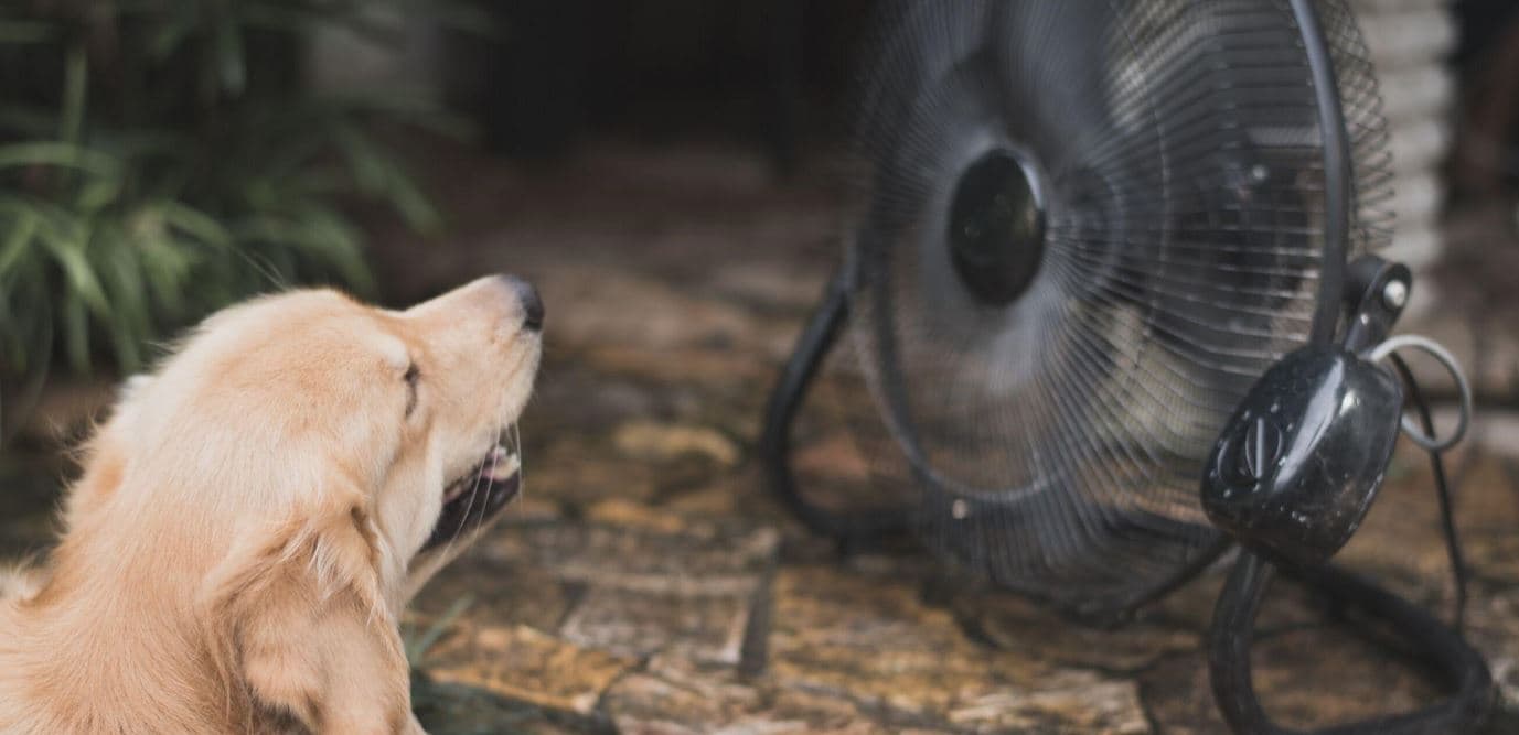 Lab Fan Dog cooling fan
