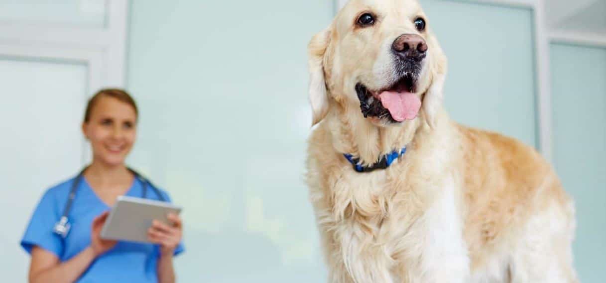 Lab and Vet Labrador visits a vet for checkup