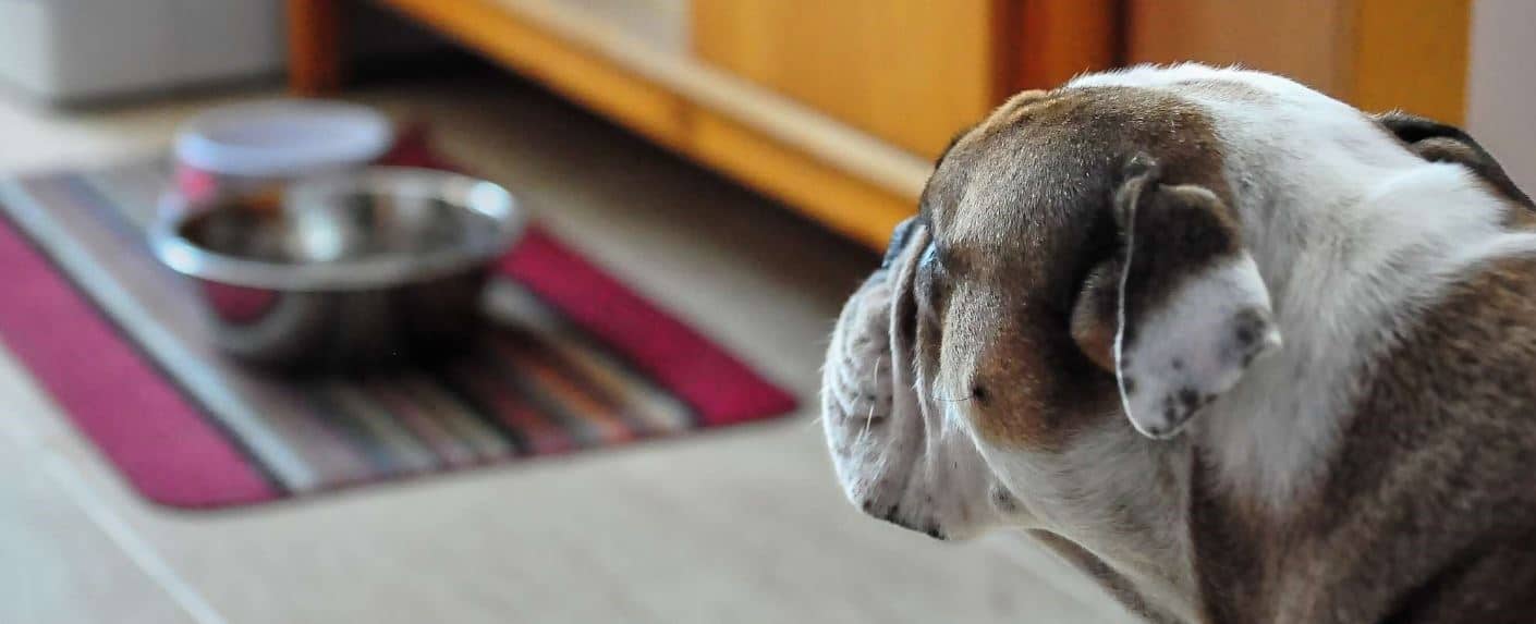 Looking Food Dog looks at empty bowls