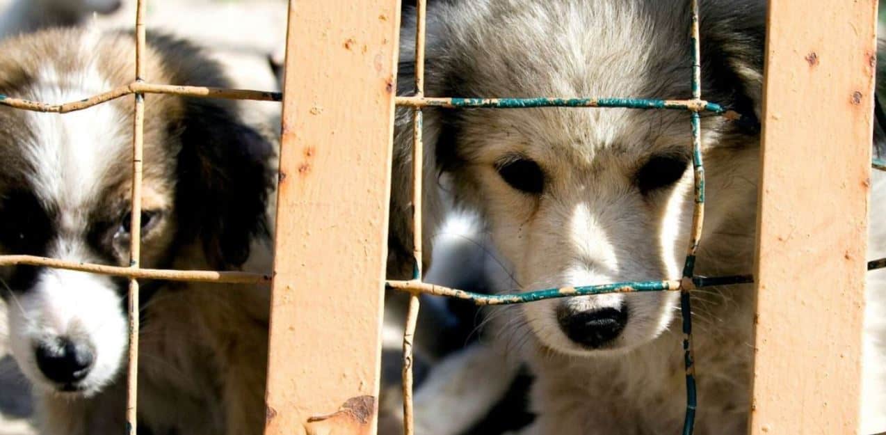 Puppies depressed in cages outside