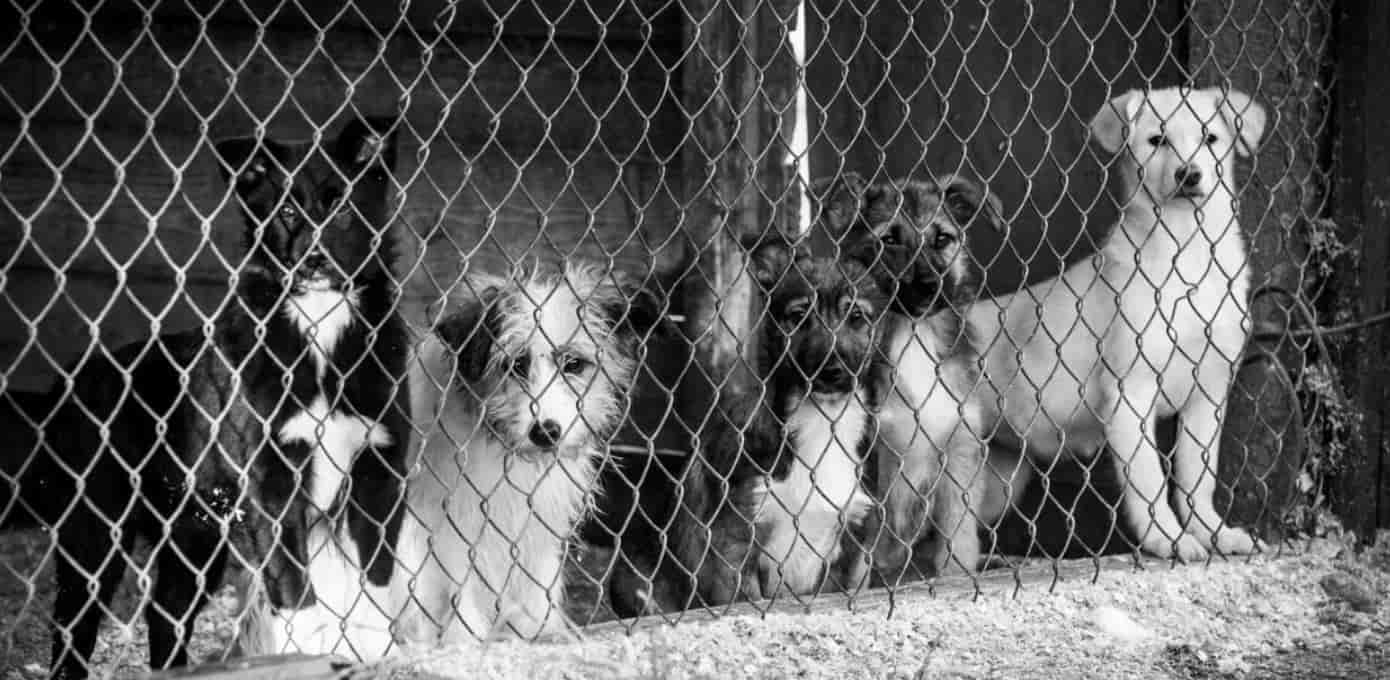 Dogs in cages outside together