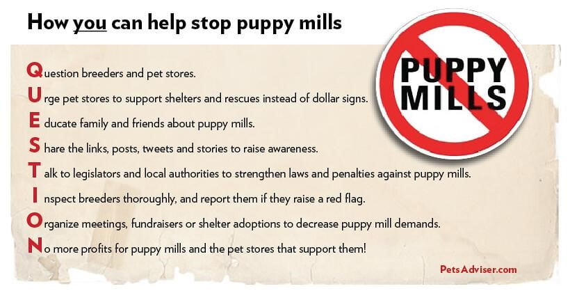 How you can help stop puppy mills