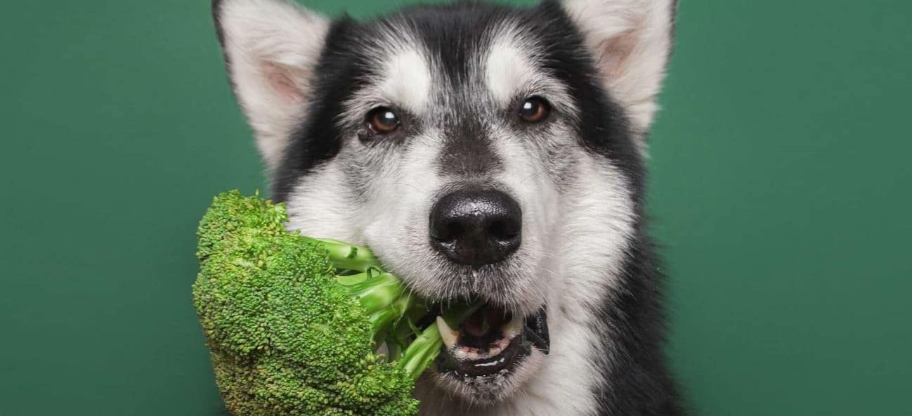 Veggie Dog Dog holds broccoli in mouth
