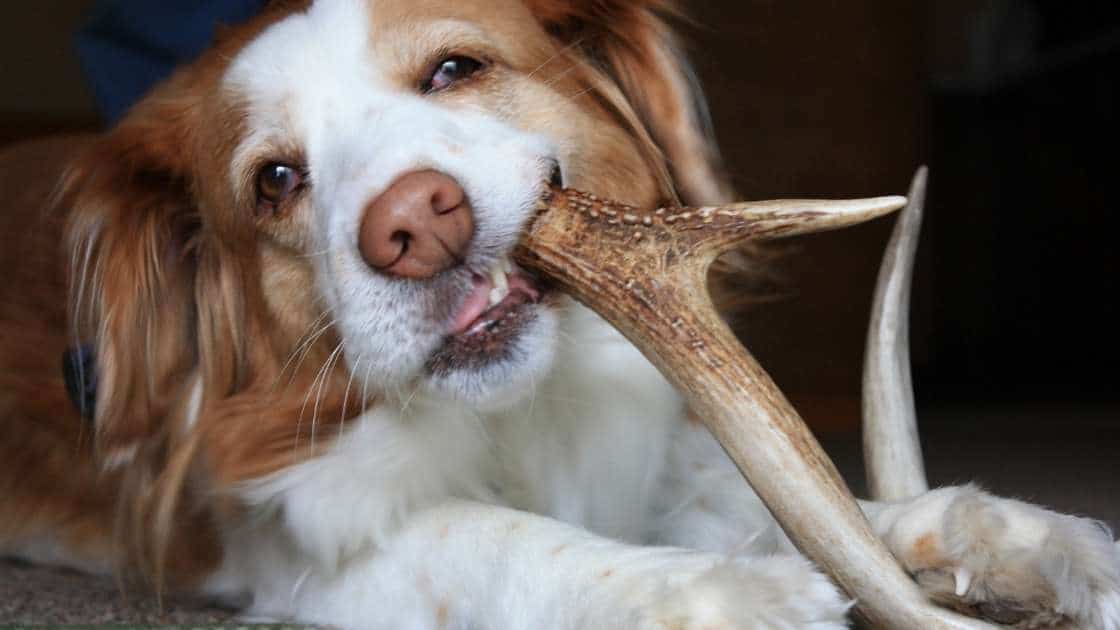 Dog Chews That Damage Teeth Brown and white dog chewing on antler