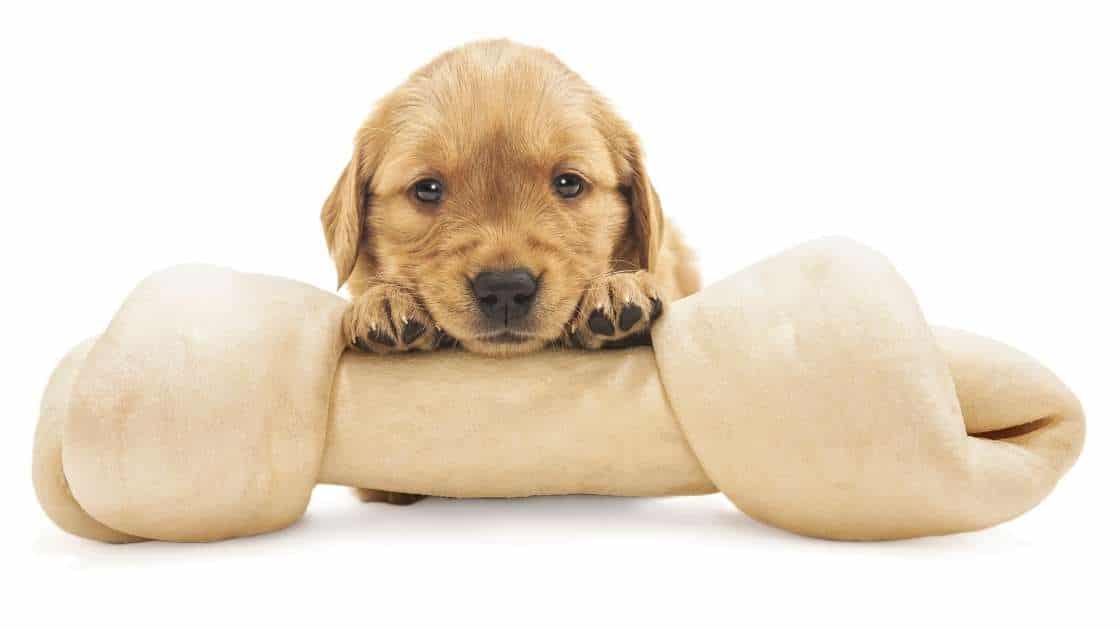 Are Rawhide Bones Bad Small puppy with large rawhide bone
