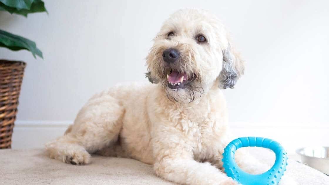 Monitoring Pet While Chewing Light colored dog with bright blue chew toy
