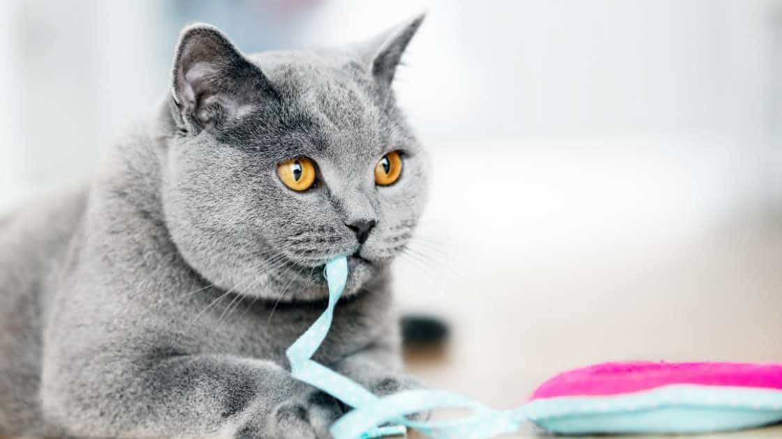 Pet Choking Hazards Grey cat chewing on blue string