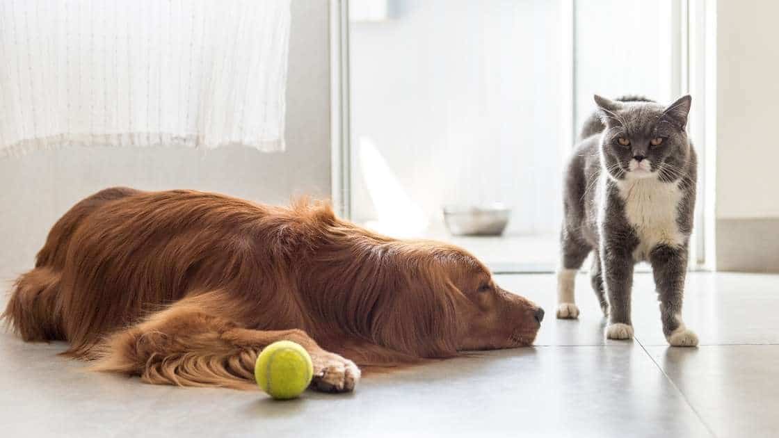 Choosing Toys for Pets Age and Size Large dog and small cat with yellow tennis ball