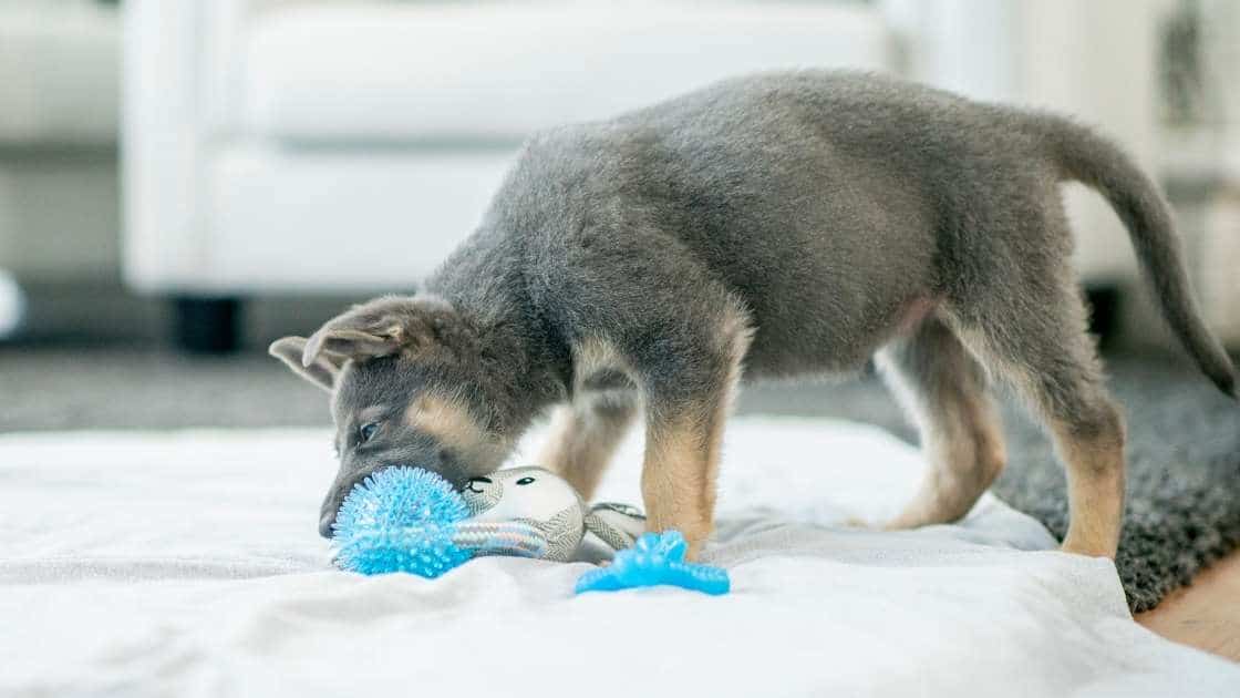 Puppy Teething Toys Small puppy teething on blue chew toy