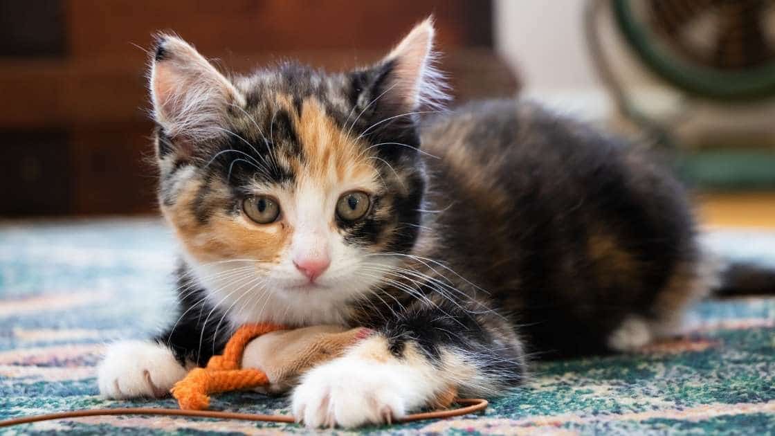 Kitten Teething Toys Calico kitten playing with small toy on ground