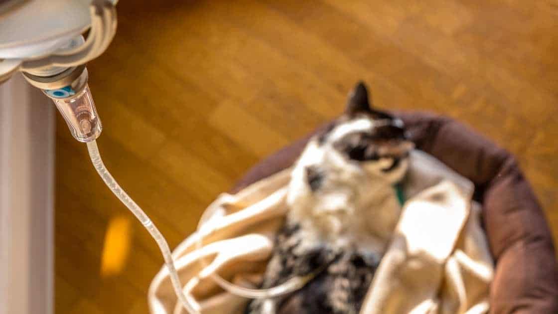 Cat Receiving Treatment Calico cat getting intravenous treatment