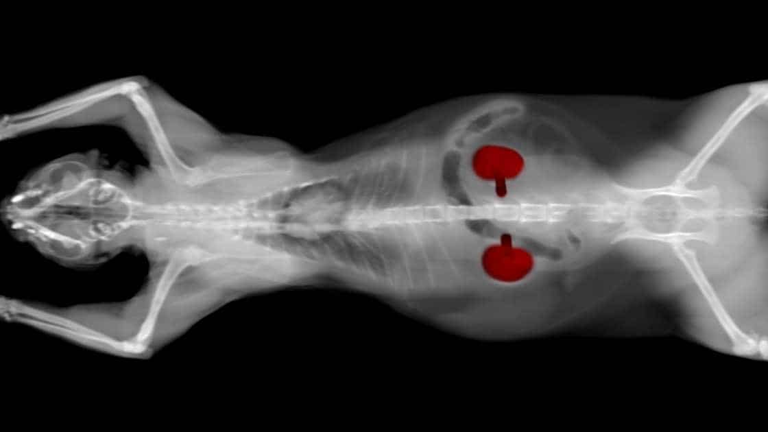 Xray Of Cat Kidneys Xray of cat showing its kidneys in red