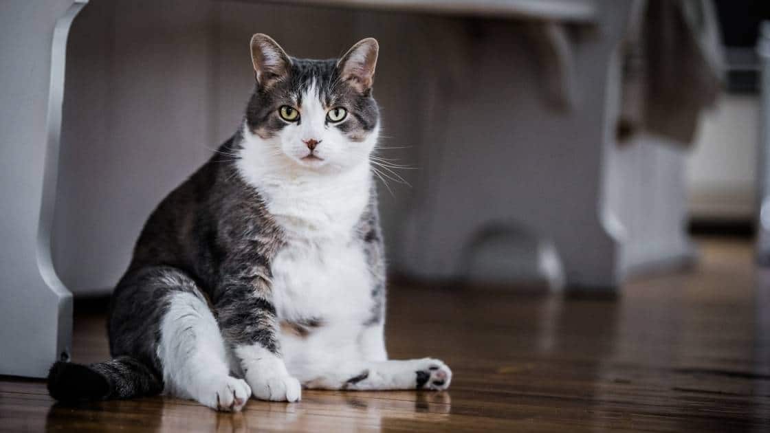 How to tell if your cat is overweight Fat cat sitting on floor