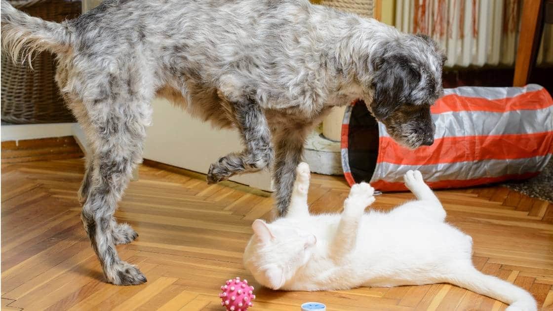 How to help obese cats and dogs live healthier lives Small dog and cat playing on floor together