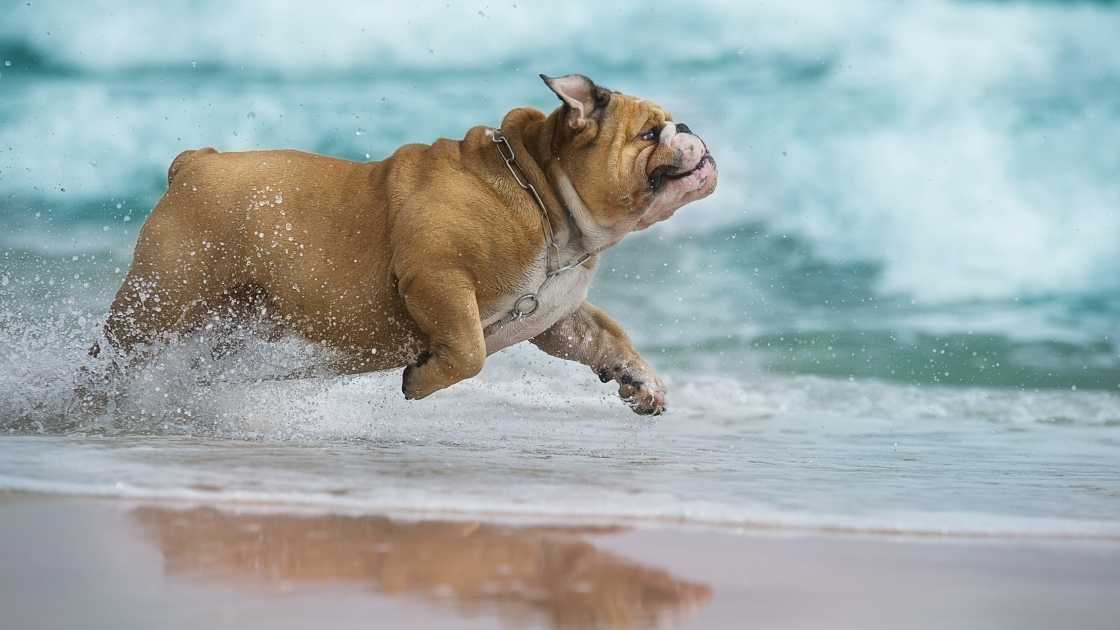 Dog weight loss English bulldog running through water