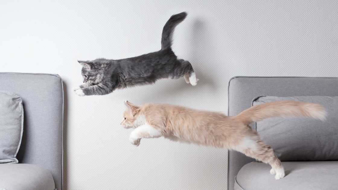 Cat weight loss Two young cats jumping from furniture