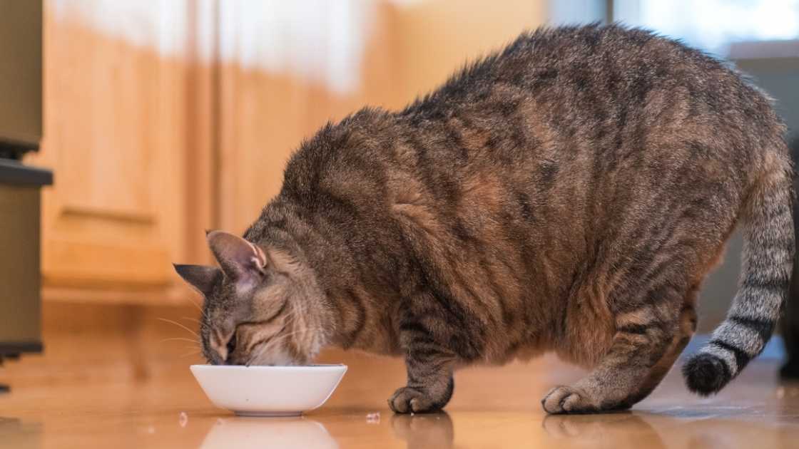 How to prevent cat obesity Fat cat eating from white bowl