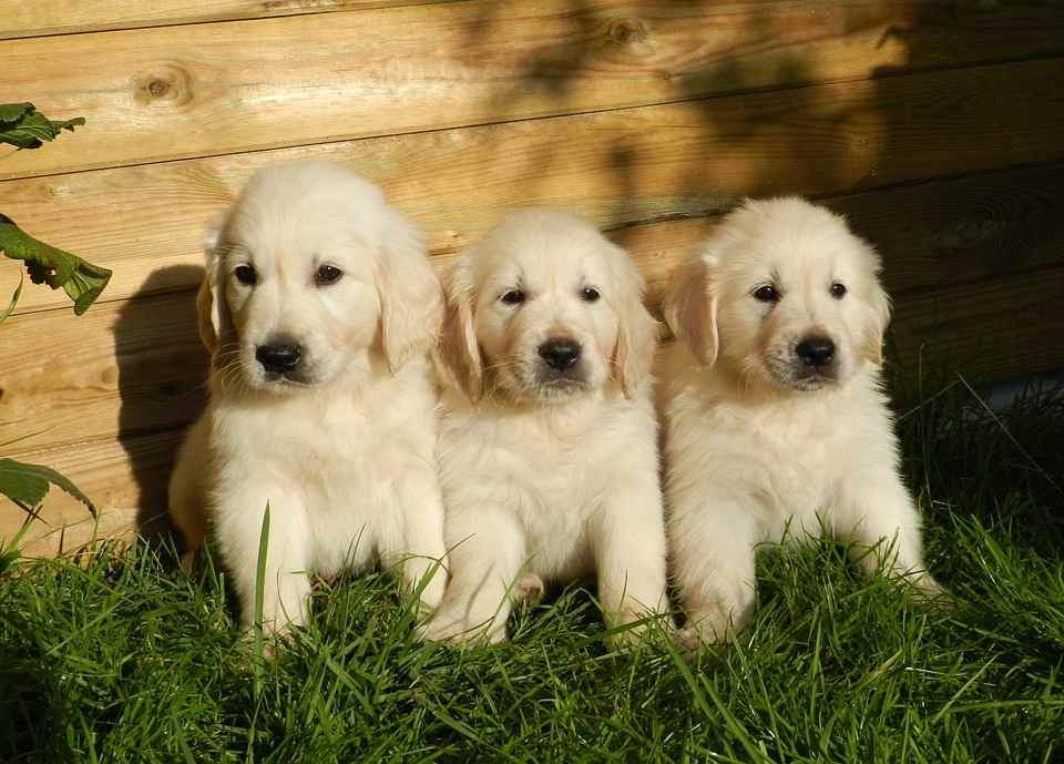 Golden_Puppies Three Golden Puppies on grass