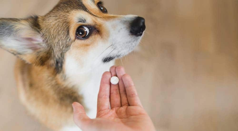 Benadryl Overdoses in Dogs Corgi unwilling to take small white pill from owners hand