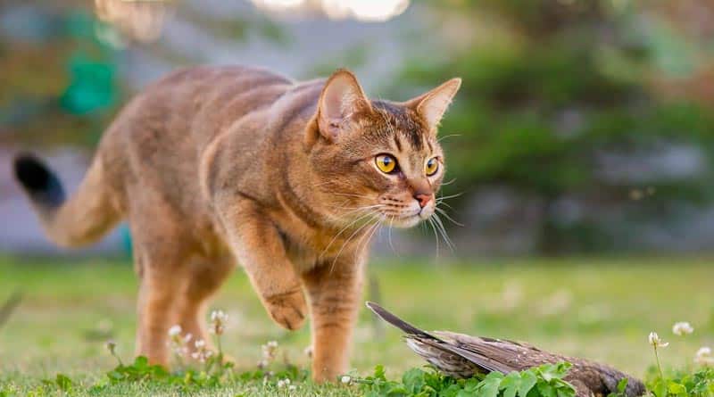 Abyssinian