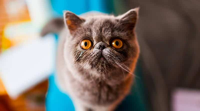 Exotic Shorthair