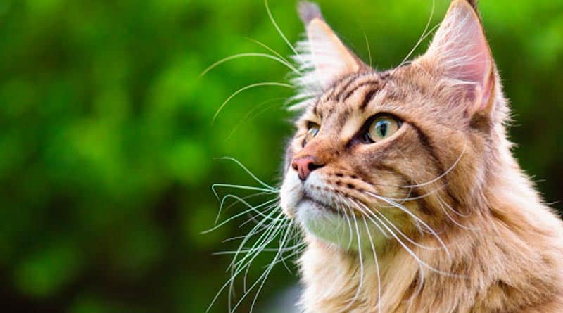 Maine Coon