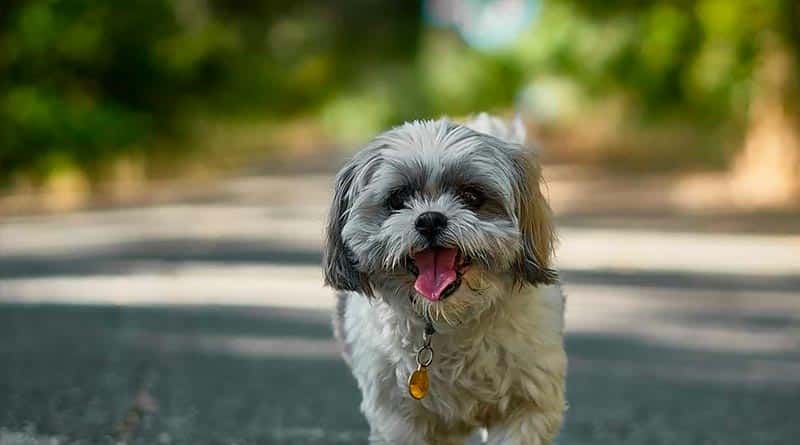 Shih Tzu