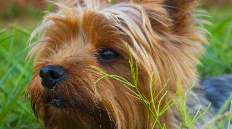 Yorkshire Terriers