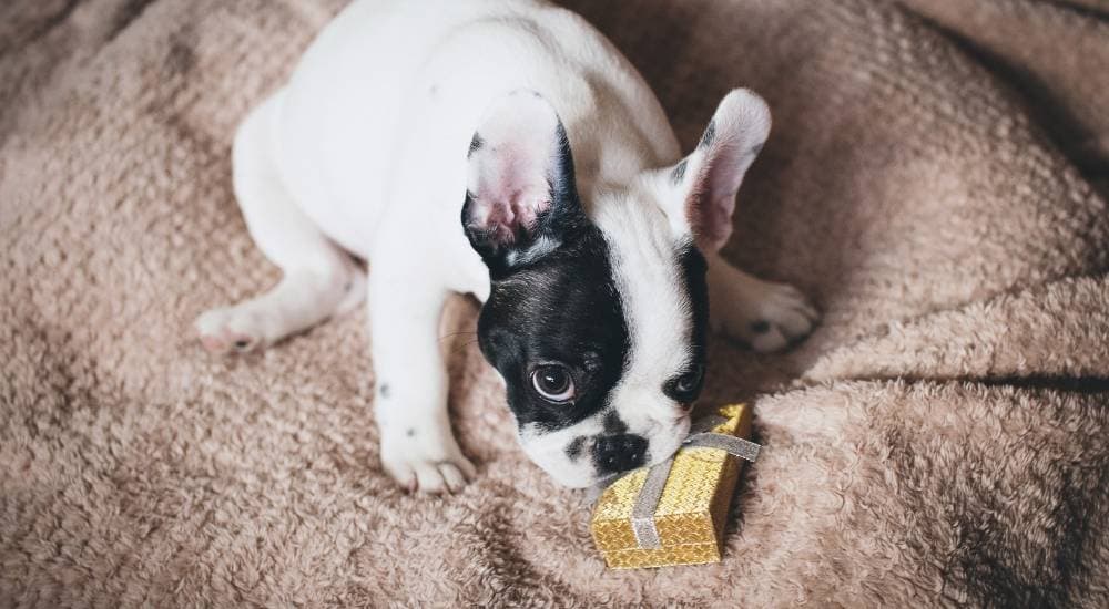 Pug and Christmas present