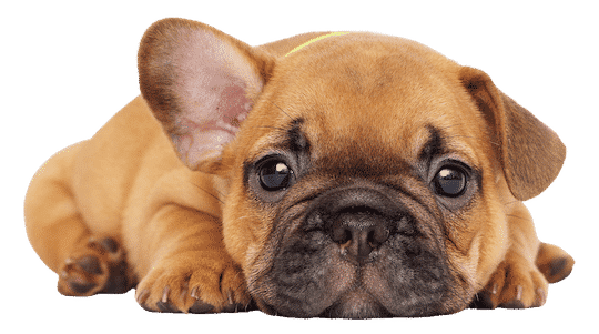 Close-up of a French Bulldog puppy lying down. The puppy has a fawn-colored coat, large bat-like ears, and a wrinkled face with a short snout. It's looking directly at the camera with big, dark eyes. The puppy's expression appears alert and slightly concerned.