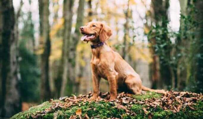 A golden retriever puppy sits attentively on a mossy log covered in fallen leaves. The dog is in a forest setting with autumn trees in the background. The puppy's mouth is open in a happy expression, and it's wearing a collar. The scene captures the essence of a young dog exploring nature in fall.